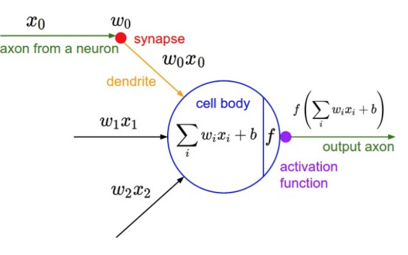 neural